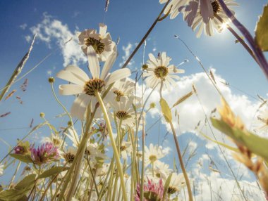 flower meadow and blue summer sky clipart