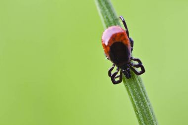 Castor Bean Tick (Ixodes ricinus), on a blade of grass clipart