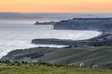 Grassland with sheep, Dunedin Beach at the back, Dunedin, Otago Peninsula, South Island, New Zealand, Oceania clipart