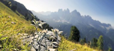 Edelweiss (Leontopodium nivale), Geisler group at the back, Aferer Geisler mountains, Villnoesstal valley, province of Bolzano-Bozen, Italy, Europe clipart