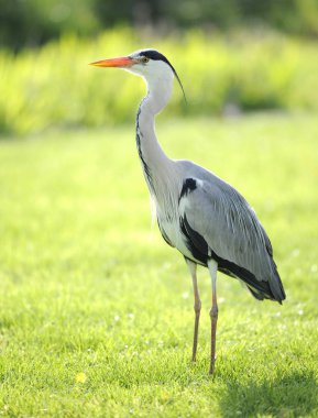 Grey Heron  in the meadow clipart