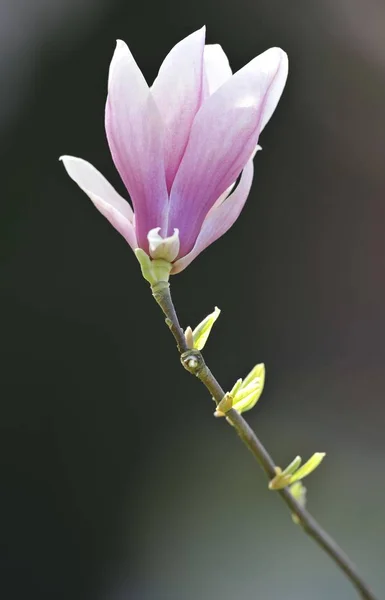 Flor Flor Magnolia Magnolia Soulangeana Amabilis Cultivar —  Fotos de Stock