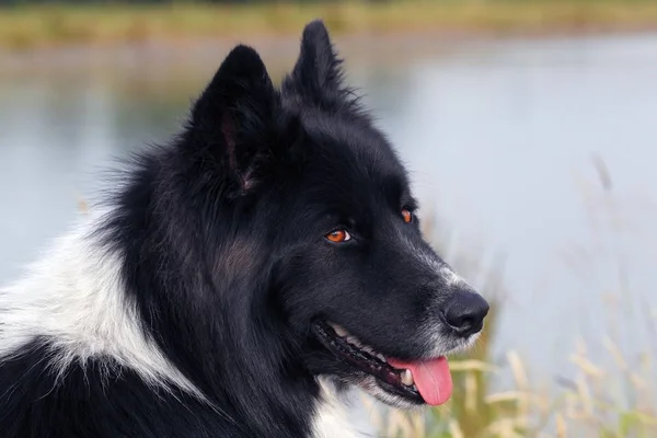 Cão Canis Lupus Familiaris Macho Raça Cruzada Retrato — Fotografia de Stock