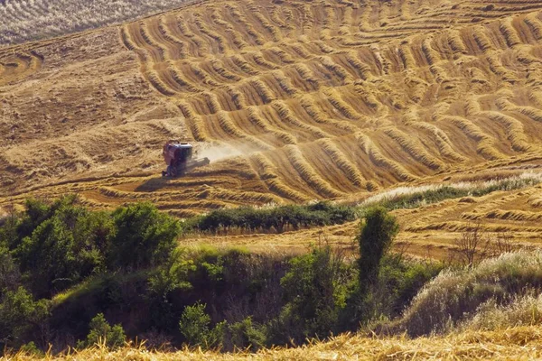 Kukuřičné Pole Jsou Sklizena Toskánsko Itálie Evropa — Stock fotografie
