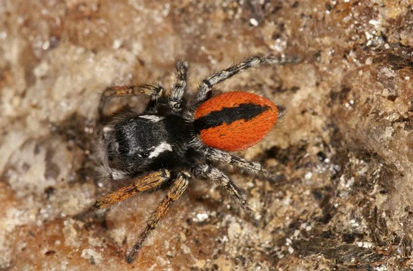 Jumping Spider Philaeus Chrysops Male Lake Kerkini Region Greece Europe — Stock Photo, Image