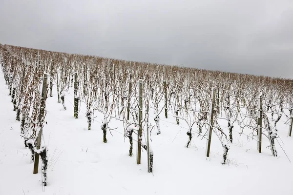 Vineyard in winter, near Korb, Baden-Wuerttemberg, Germany, Europe