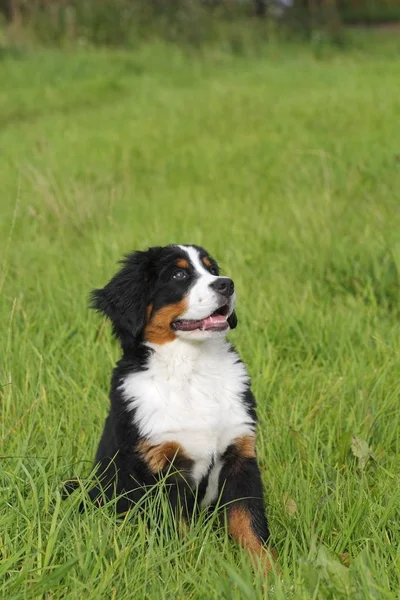 Bernese Hegy Kutya Canis Lupus Familiaris Kiskutya — Stock Fotó