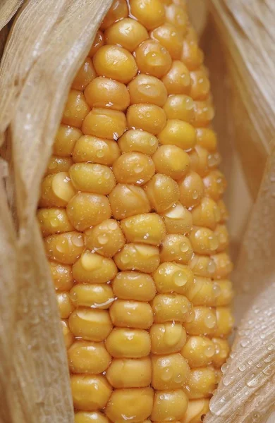 Maíz Maíz Zea Mays Primer Plano Mazorca —  Fotos de Stock