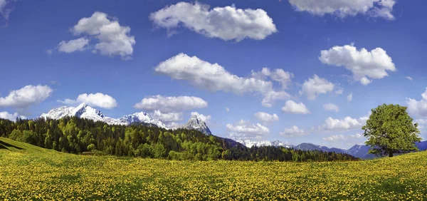 Bloeiende Berg Weide Onder Blauwe Hemel Met Witte Wolken — Stockfoto