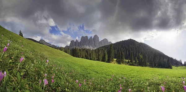 Kvetoucí Horské Pastviny Bouřce Zanser Alm Alp Skupiny Geisler Geislerspitzen — Stock fotografie