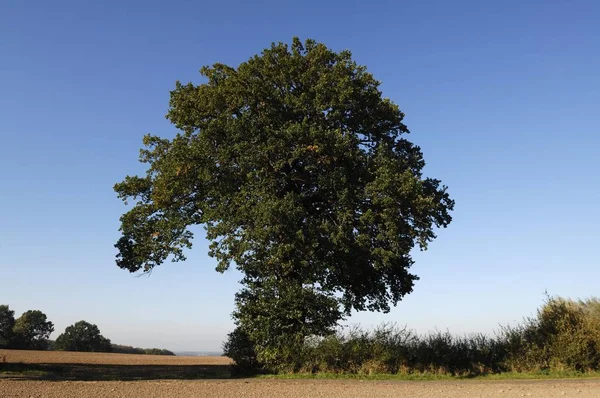 Дуб Quercus Othenstorf Мекленбурзі Померанія Німеччина Європа — стокове фото