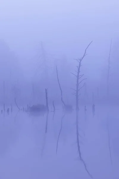 Schwenninger Moos Přírodní Rezervace Pramen Řeky Neckar — Stock fotografie