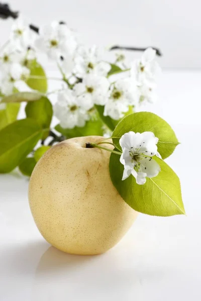 Chino Nashi Peras Pyrus Pyrifolia Con Flores —  Fotos de Stock