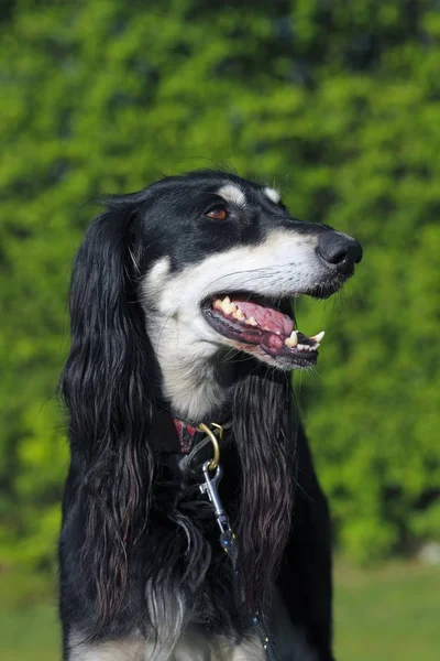 Saluki Royal Hund Egypten Eller Persiska Greyhound Canis Lupusfamiliaris Sighthound — Stockfoto