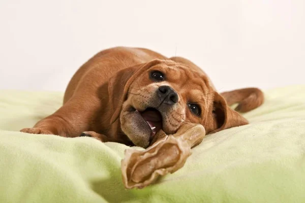 Puggle Valp Tuggar Ett Ben Hemma Säng — Stockfoto