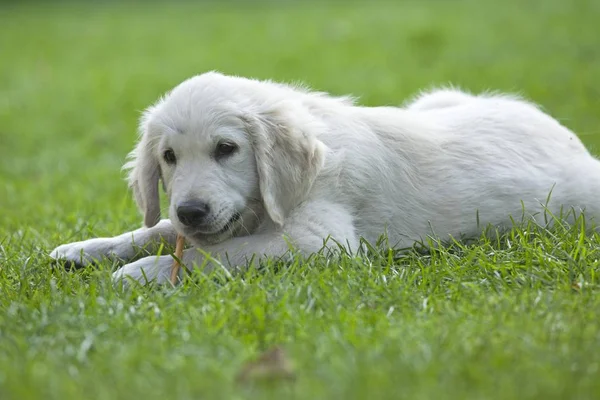 Golden Retriever Cachorro Deitado Grama — Fotografia de Stock