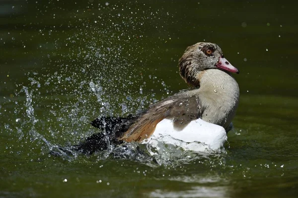 Egyptian Goose Pond Alopochen Aegyptiacus Splashing Swimming — Stock Photo, Image