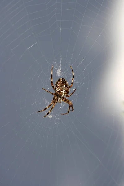 Araña Jardín Europea Araña Diadema Araña Cruzada —  Fotos de Stock