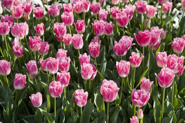 Coltivazione Fiori Tulipani Rosa Fiori Tulipa — Foto Stock