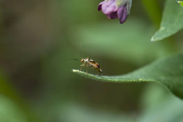 Φυτό Bug Lygus Pratensis Κάθεται Κάτω Από Λουλούδι Moenchbruch Φύση — Φωτογραφία Αρχείου