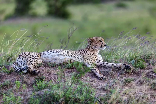 Cheetah Acinonyx Jubatus Cat Lying Ground Masai Mara National Reserve — Stock Photo, Image