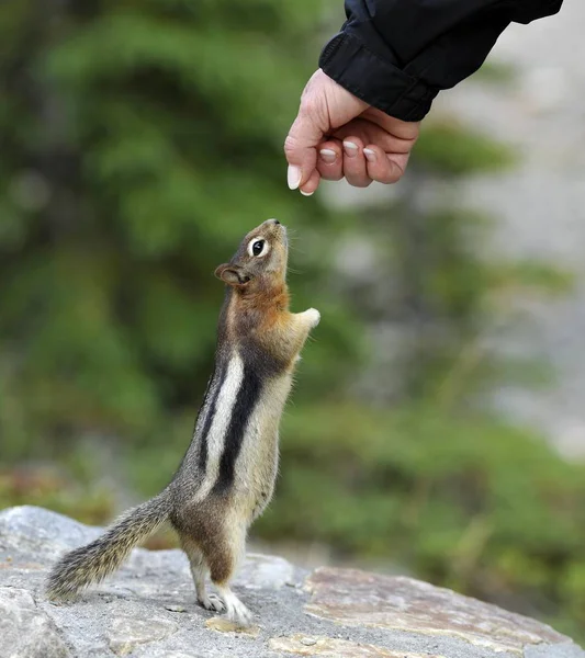 Aranymellényes Ürge Spermophilus Lateralis Callospermophilus Lateralis Kolduló Élelmiszer Banff Nemzeti — Stock Fotó