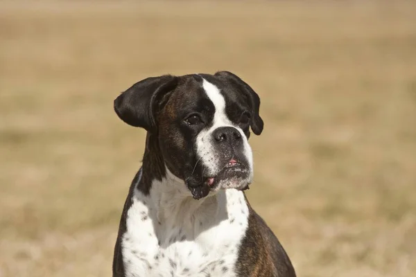 Boxer Oudere Hond Zoek Weg — Stockfoto