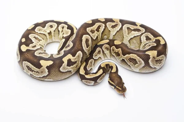 Královská python na bílém pozadí — Stock fotografie
