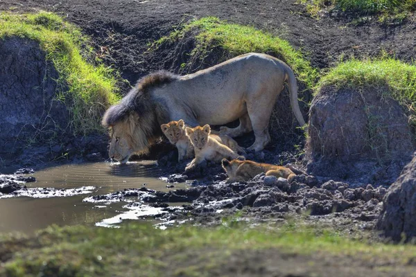 Lion Panthera Leo Med Ungar Vid Ett Vattenhål Masai Mara — Stockfoto