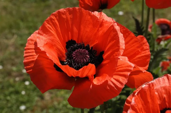 Kwiat Maku Oriental Kwitnienia Papaver Orientale — Zdjęcie stockowe