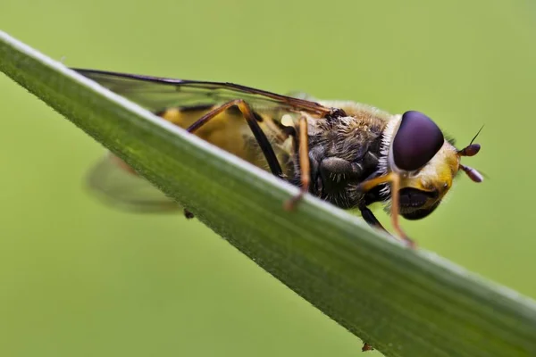 Close Hairy Hoverfly Syrphus Torvus — Stock Photo, Image