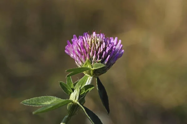 Rotklee Trifolium Pratense Blüte — Stockfoto