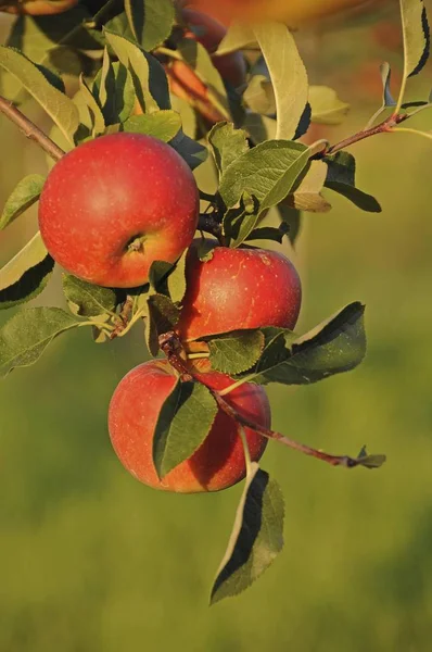 Close Red Apples Malus Domestica Growing Tree — Stock Photo, Image