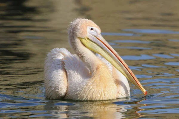 Pelikanvogel schwimmt im Wasser — Stockfoto