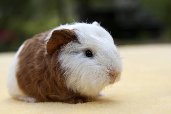 Young Guinea Pig Swiss Teddy Breed Gold White Coloured — Stock Photo, Image