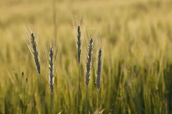 Vackra korn fältet — Stockfoto