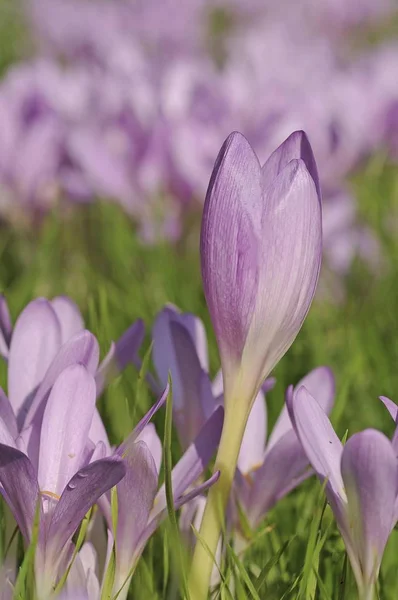Meadow Purple Springtime Flowers — Stock Photo, Image