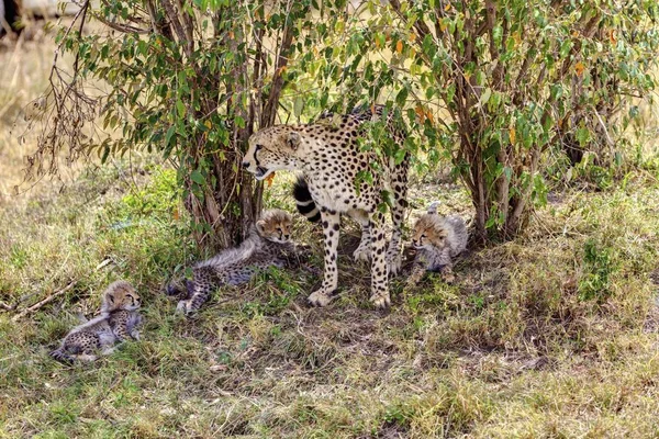 Кот Гепард Acinonyx Fabatus Кошкой Национальный Заповедник Масаи Мара Африка — стоковое фото