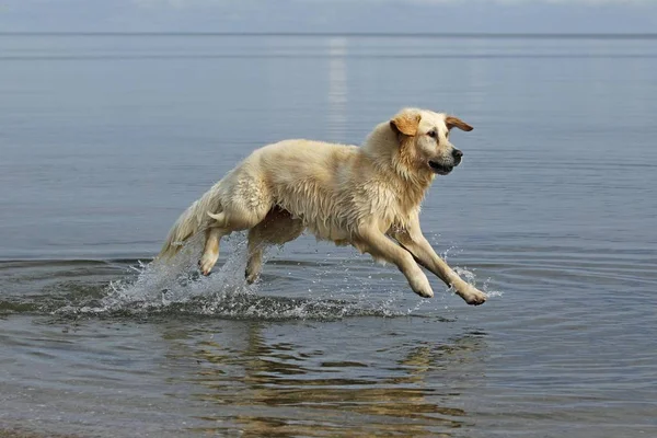 Golden Retriever God Lopen Water — Stockfoto