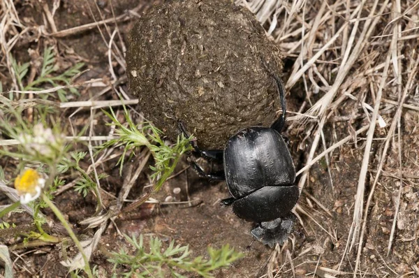 Dynga Skalbaggen Scarabaeus Semipunctatus Rullar Boll Får Dynga Sjön Kerkini — Stockfoto