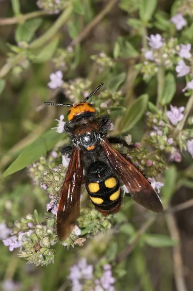 Mamutí Wasp Megascolia Maculata Flavifrons Hledání Nektaru Keři Tymiánu Poblíž — Stock fotografie