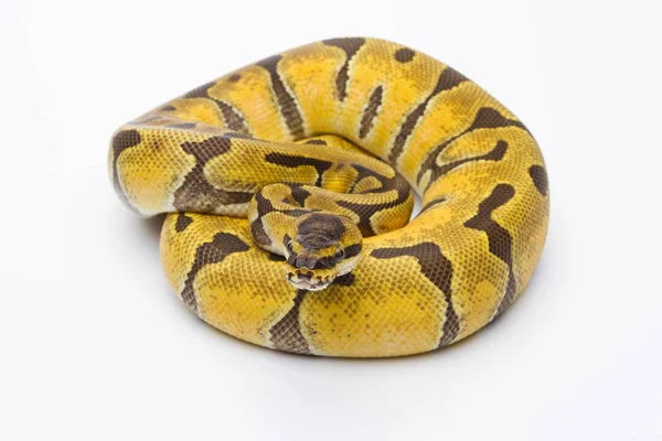 stock image Royal  Python  on white background 