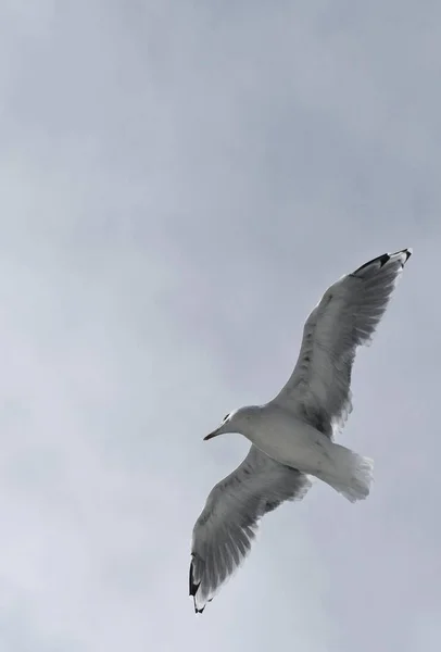 Common Gull or Mew Gull (Larus canus), in flight