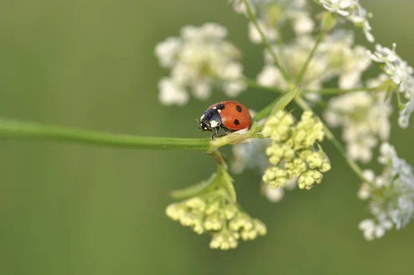 Joaninha Sete Pontos Joaninha Coccinella Septempunctata Salsa Vaca Anthriscus Sylvestris — Fotografia de Stock