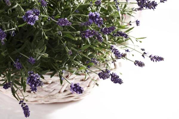 Lavender Lavandula Angustifolia Basket — Stock Photo, Image