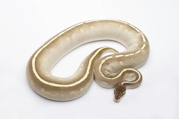 Royal python em fundo branco — Fotografia de Stock