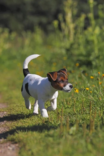 Jonge Jack Russell Terrier Hond Puppy Wandelen — Stockfoto