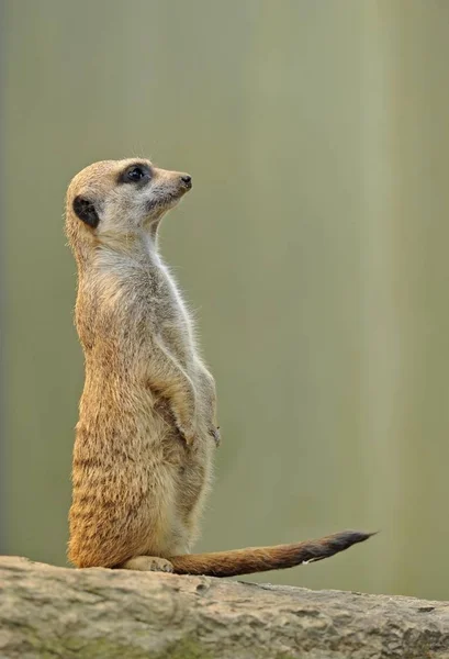 Meerkat Suricata Djur Stående Utomhus — Stockfoto