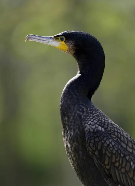 Πουλί Κορμοράνων Phalacrocorax Carbo — Φωτογραφία Αρχείου