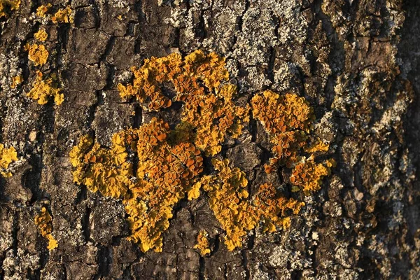 Structure Lichen Arbre Jaune — Photo